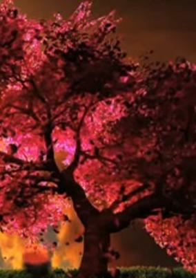 Titelbild von Cherry Blossom (Music)
