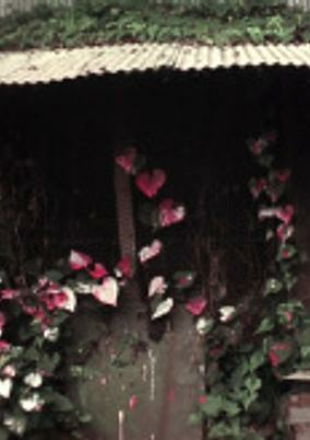 Capa de Shelter