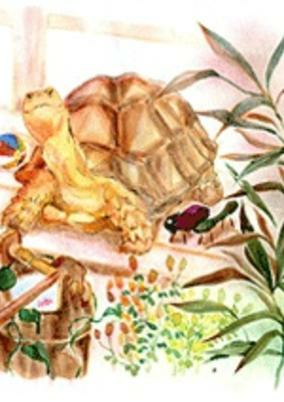 Capa de I Am a Turtle